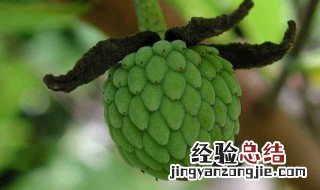 番荔枝怎样才算成熟 番荔枝如何判断生熟