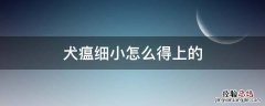 犬瘟和细小 犬瘟细小怎么得上的