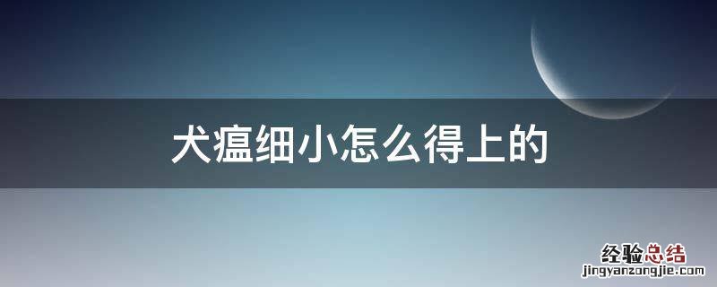 犬瘟和细小 犬瘟细小怎么得上的