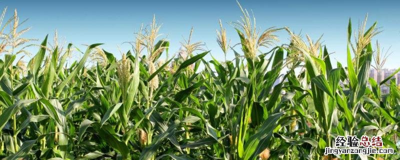 玉米的生长环境，高产玉米品种介绍 玉米的种植条件和生长过程