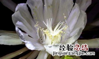 千年优昙花 优昙花的传说