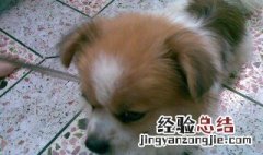 软毛串串狗狗剪毛教程图片 软毛串串狗狗剪毛教程