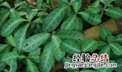 龙脷叶的功效与作用 龙脷叶的副作用