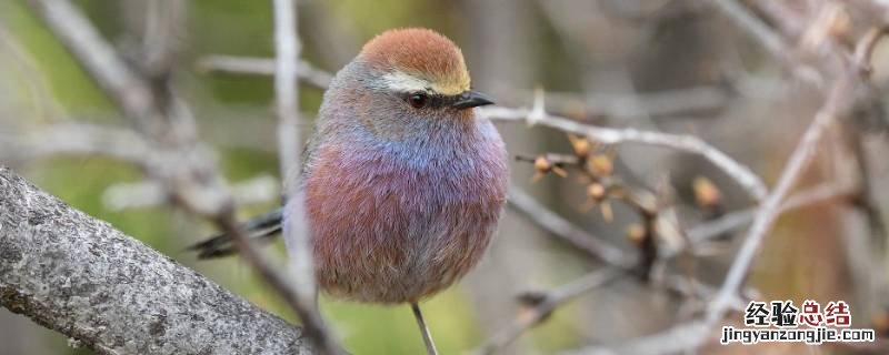 肥啾鸟百度百科 肥啾是什么鸟