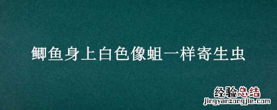 鲫鱼身上白色像蛆一样寄生虫是什么 鲫鱼身上白色像蛆一样寄生虫