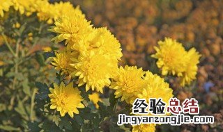 菊花是在什么季节生长的 菊花是在什么季节生长