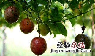 什么季节百香果才结果 百香果哪个季节开花结果