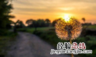 蒲公英做菜有那些吃法 蒲公英做菜吃的做法