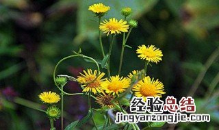旋覆花的功效与作用和主治 旋覆花的功效与作用