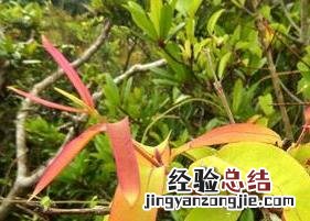 黄牛茶的功效与作用及禁忌 黄牛茶的功效与作用