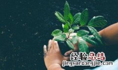 生长季节较长什么意思 生长季的意思