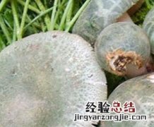 青头菌的功效与作用点 青头菌的功效与作用