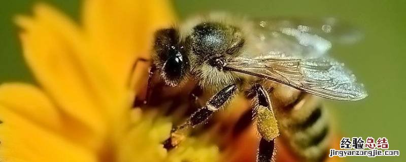 具备蜜蜂品质的动物有哪些 具有蜜蜂品质的动物还有哪些
