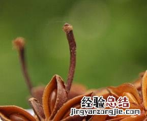 八角的功效与作用 八角的功效与作用害处