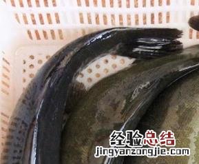 丁桂鱼有什么营养价值 丁桂鱼的营养价值