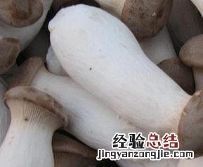 杏鲍菇的功效与作用 杏鲍菇的功效与作用禁忌