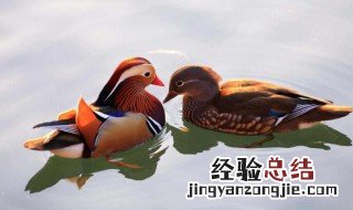 鸳鸯什么季节才会出现 鸳鸯在什么季节出现