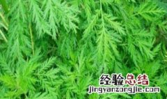6月和8月是什么季节 6月到八月是什么季节
