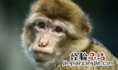朝三暮四是什么生肖 朝三暮四是什么生肖?