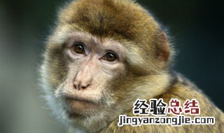 朝三暮四是什么生肖 朝三暮四是什么生肖?