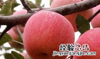 吃苹果的最佳时间 下午吃苹果的最佳时间