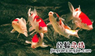 网络用语锦鲤是什么意思 网络用语锦鲤的意思