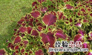 紫苏什么季节可以扦插 紫苏什么季节可以扦插繁殖