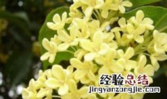 月桂和桂花叶有什么区别呢视频 月桂和桂花叶有什么区别呢