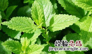 薄荷酱做法窍门 薄荷酱做法窍门视频