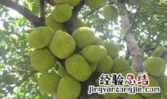 菠萝蜜核什么人不能吃 菠萝蜜核到底能不能吃