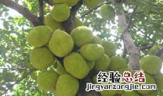 菠萝蜜核什么人不能吃 菠萝蜜核到底能不能吃
