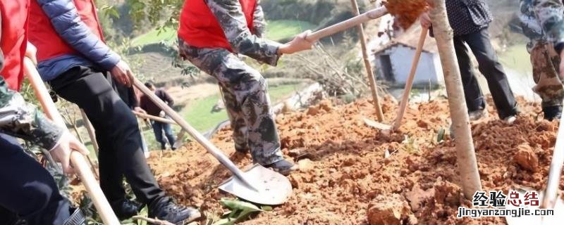 树苗移栽后多久生根，要注意些什么 树苗移栽后多久生根,要注意些什么事项