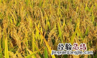 最早种植水稻的国家 最早种植水稻的国家是哪一个国家