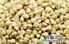 甜荞麦的副作用和使用禁忌 甜荞麦的功效与作用禁忌