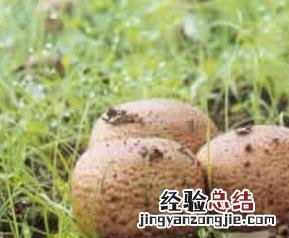 姬松茸的功效与作用及食用 姬松茸的功效与作用