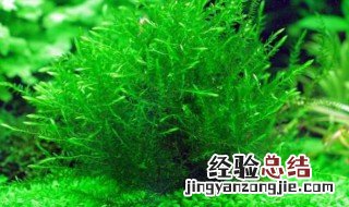 什么草喂鱼最好苏丹草是多年生吗 什么草喂鱼最好?