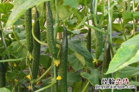 四季的农事有哪些 四季的农事有哪些?