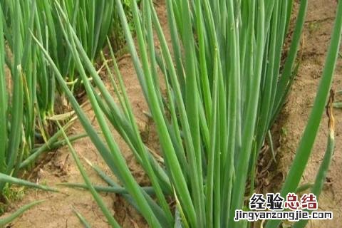 四季的农事有哪些 四季的农事有哪些?