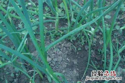 四季的农事有哪些 四季的农事有哪些?