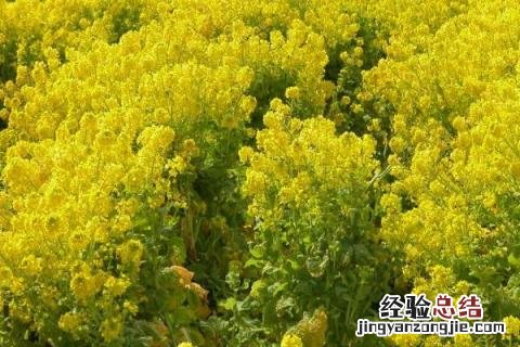 四季的农事有哪些 四季的农事有哪些?