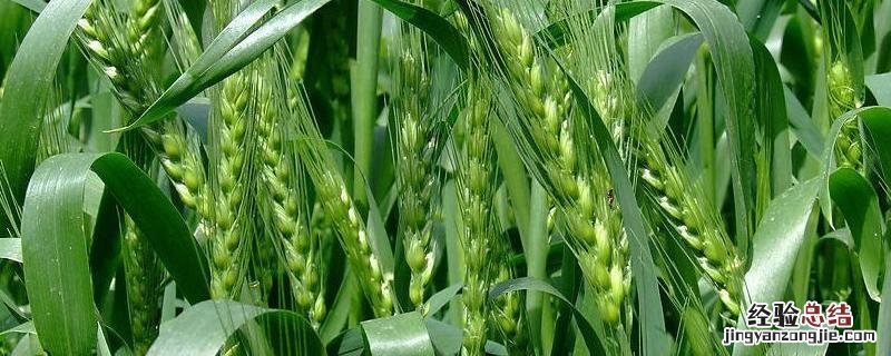 四季的农事有哪些 四季的农事有哪些?