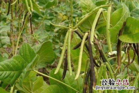 四季的农事有哪些 四季的农事有哪些?