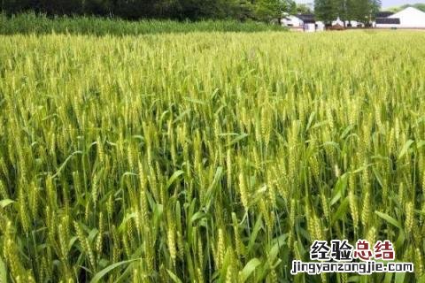 四季的农事有哪些 四季的农事有哪些?