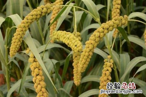 四季的农事有哪些 四季的农事有哪些?