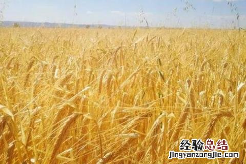 四季的农事有哪些 四季的农事有哪些?