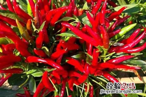 四季的农事有哪些 四季的农事有哪些?