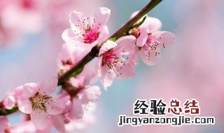 桃花有什么功效怎么吃 桃花有什么功效