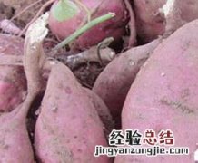 山芋和红薯有区别吗山芋的功效 山芋的功效
