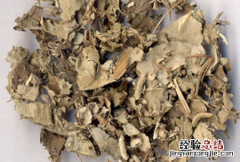 寻骨风 寻骨风图片