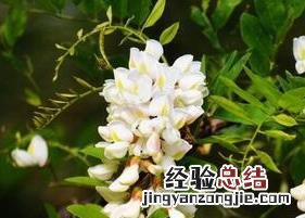 喝槐花茶有什么坏处 槐花茶有毒吗